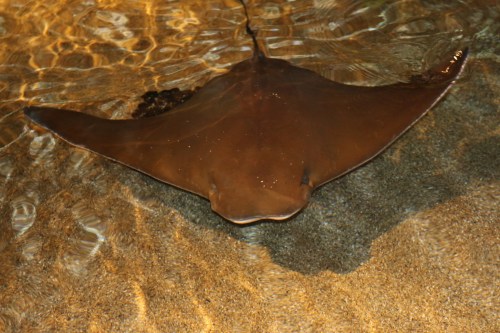 A brown stingray glides gracefully over sandy ocean floor, surrounded by clear water.
