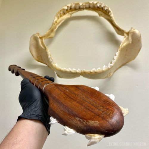 A hand in a black glove holds a wooden object resembling a paddle, with a shark jaw displayed on the wall above.