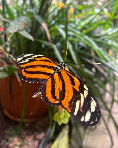 A vibrant orange and black butterfly perched on a plant, surrounded by lush green foliage.