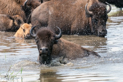 A bison wades through water, splashing droplets, with other bison in the background.