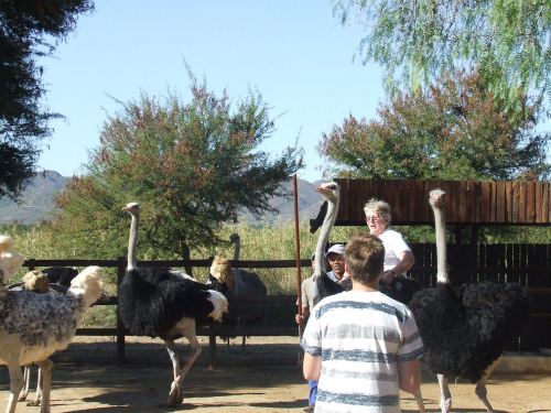 A group of people interacting with ostriches in a farm setting, surrounded by trees and mountains in the background.