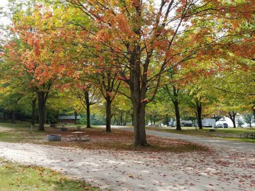 A serene park scene with trees displaying autumn colors and fallen leaves on a gravel path.