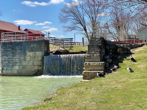 A small waterfall flows over stone steps into a green pond, with ducks resting on the grassy bank nearby.
