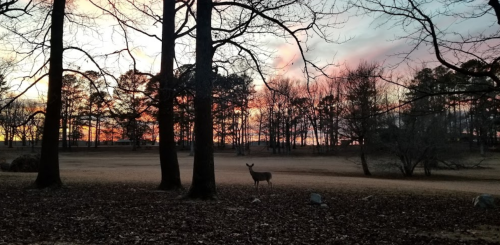 A deer stands in a wooded area at sunset, with vibrant colors in the sky and trees silhouetted against the horizon.