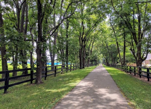 A tree-lined path with a paved walkway, bordered by a black fence and lush green grass on either side.