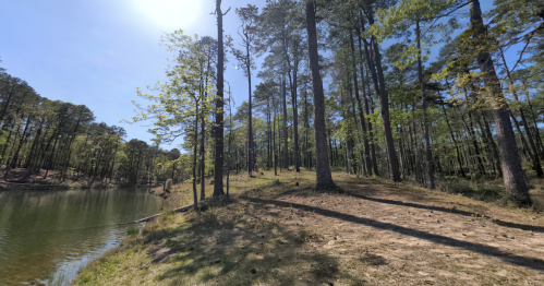 A serene lakeside scene with tall trees and a clear blue sky, reflecting nature's tranquility.