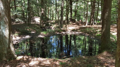 A serene forest scene featuring a still pond surrounded by trees, reflecting the greenery above.