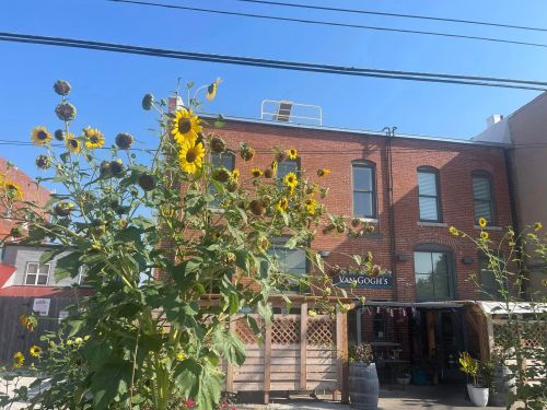 A brick building with a sign reading "Van Gogh's," surrounded by tall sunflowers under a clear blue sky.