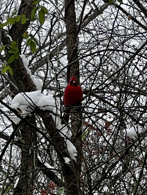 A bright red cardinal perched on a snow-covered branch amidst bare trees.