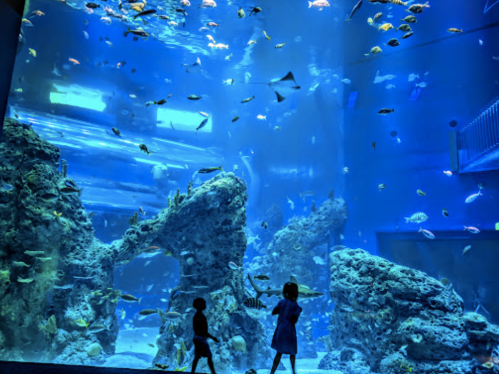 Two children observe a large aquarium filled with colorful fish and coral formations under blue lighting.