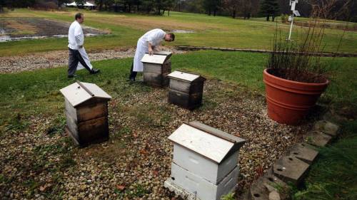 Two chefs inspect beehives in a grassy area, with a large pot and a garden in the background.