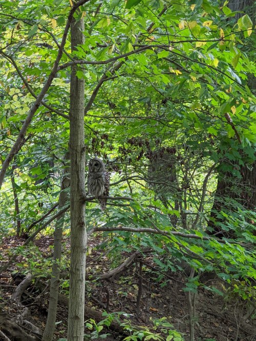 A barred owl perched on a tree branch surrounded by lush green foliage in a forest setting.