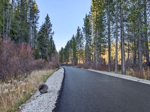 A quiet, winding road surrounded by tall trees and colorful shrubs, with a small animal near the edge.