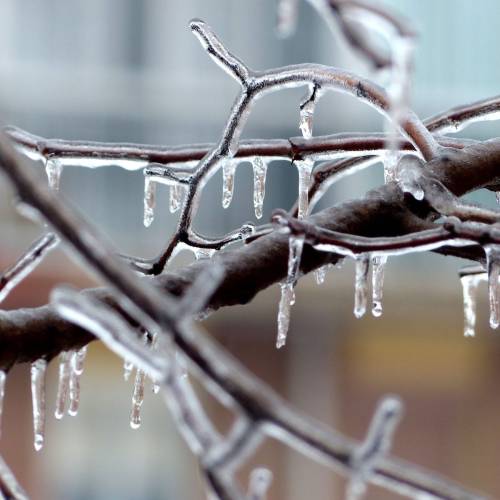 Icicles hang from a bare branch, glistening in the light against a blurred background of buildings.
