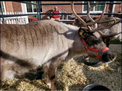 A reindeer with a red harness stands near feeding troughs, while a person relaxes in the background.
