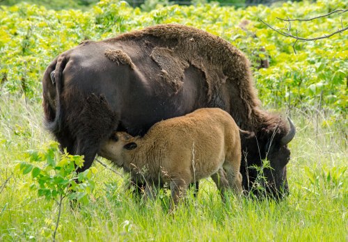 A bison calf nursing from its mother in a grassy field surrounded by greenery.