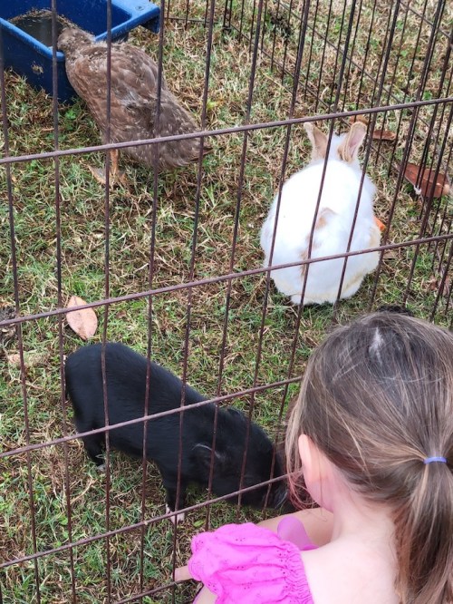 A child in a pink shirt observes a black piglet, a white rabbit, and two chickens in a fenced area.
