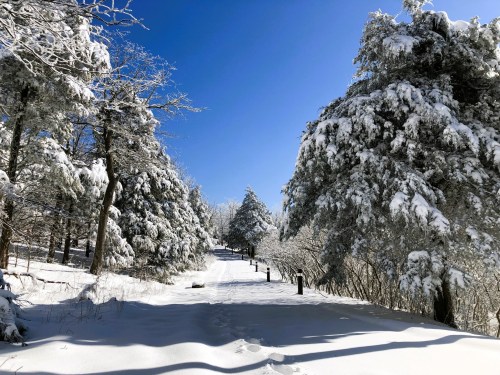 A snowy path lined with trees, under a clear blue sky, creating a serene winter landscape.