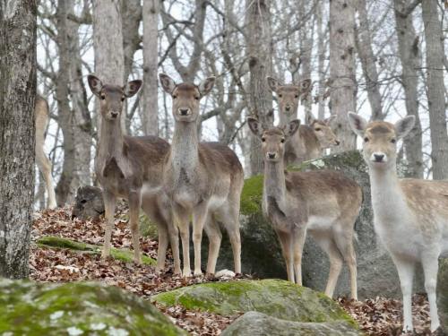 A group of deer stands among rocks and trees in a forest, surrounded by fallen leaves.