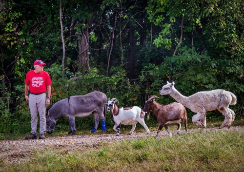 A man in a red shirt walks alongside a donkey, goat, and llama on a path through a wooded area.