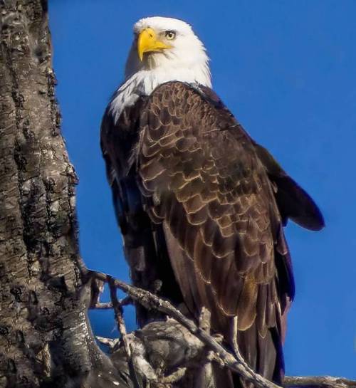 A majestic bald eagle perched on a tree branch against a clear blue sky.