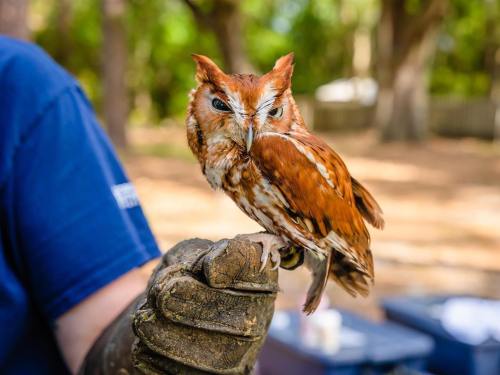 A small, reddish-brown owl perched on a gloved hand, surrounded by a natural outdoor setting.