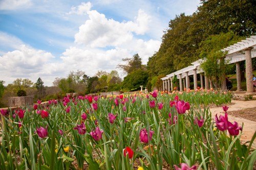 A vibrant garden filled with blooming tulips, featuring a stone pathway and a pergola under a blue sky with clouds.