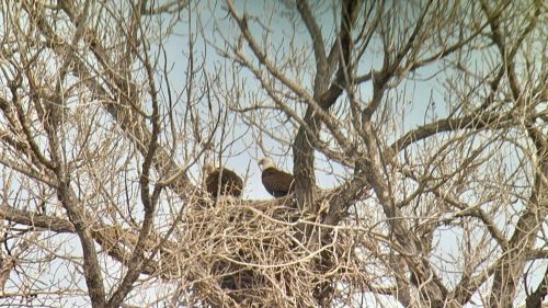 Two birds perched on a large nest in a bare tree, surrounded by branches against a clear sky.