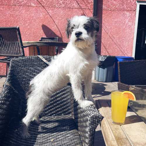 A small, fluffy dog stands on a chair next to a glass of orange drink on a sunny outdoor patio.