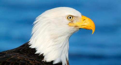 Close-up of a bald eagle with a white head and yellow beak, set against a blue background.