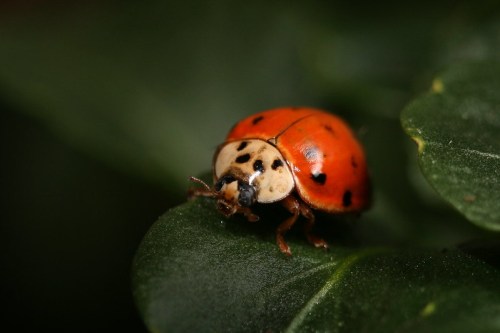 A close-up of a red ladybug with black spots resting on a green leaf.