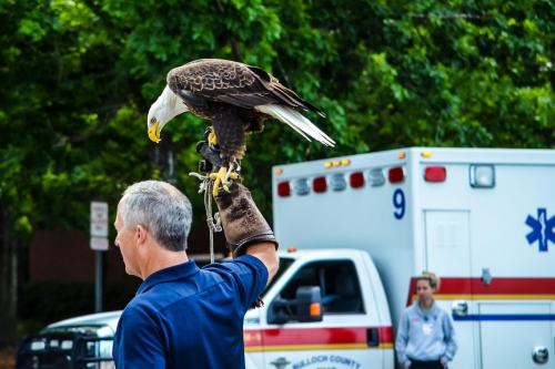 A man in a blue shirt holds a bald eagle on his arm, with an ambulance and a person in the background.