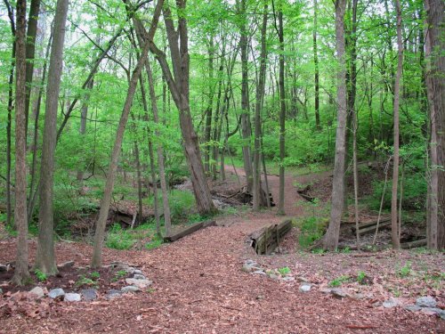 A serene forest path winding through lush green trees, with a wooden bridge and scattered mulch along the trail.