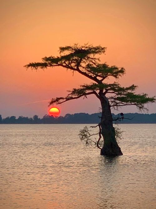 A solitary tree stands in calm water at sunset, with vibrant orange and pink hues in the sky.
