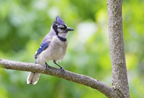 A blue jay perched on a branch, surrounded by a blurred green background.