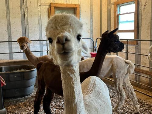 A group of alpacas in a barn, with one alpaca in the foreground looking curiously at the camera.