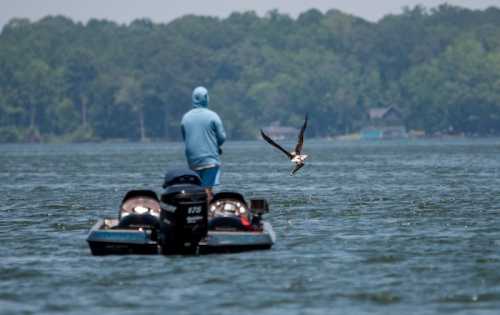 A person in a blue hoodie stands on a boat as an eagle flies overhead over a calm lake.