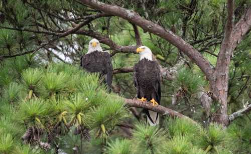 Two bald eagles perched on a tree branch surrounded by green pine needles.