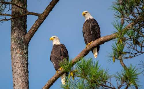 Two bald eagles perched on a tree branch, surrounded by green pine needles against a blue sky.