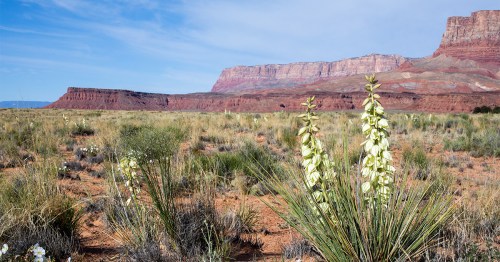 A desert landscape featuring green plants in the foreground and red rock formations in the background under a blue sky.