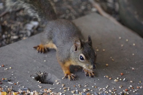 A small squirrel with a gray-brown coat forages on the ground, surrounded by scattered seeds.