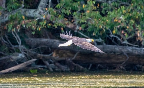 A bald eagle glides gracefully over a calm water surface, surrounded by lush greenery and fallen logs.