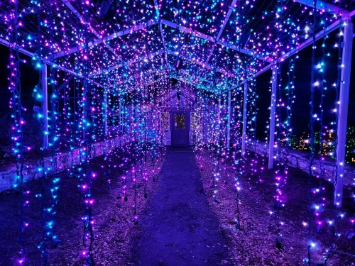 A dimly lit greenhouse adorned with vibrant purple and blue string lights, creating a magical atmosphere.