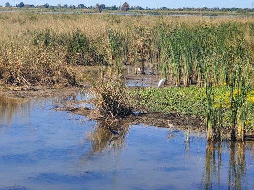 A serene wetland scene with tall grasses, water reflections, and several birds among the vegetation.