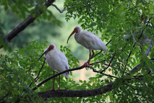 Two white birds with long beaks perched on a tree branch surrounded by green leaves.