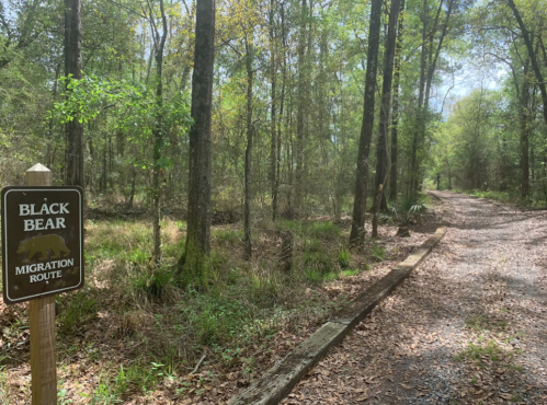A sign marking a black bear migration route along a wooded trail surrounded by trees and greenery.