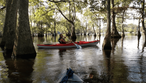 A person paddles a red kayak through calm waters surrounded by trees in a serene, natural setting.