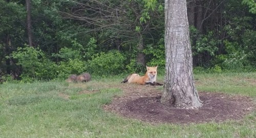A fox lies on the grass near a tree, with two small animals in the background among lush greenery.