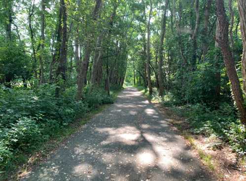 A serene, tree-lined path through a lush green forest, dappled sunlight filtering through the leaves.