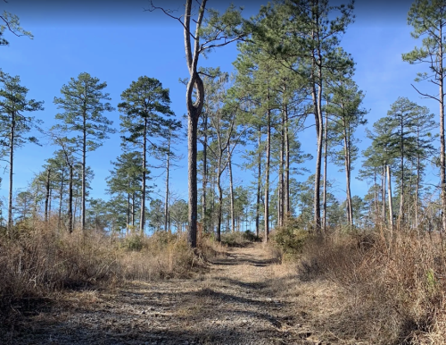A dirt path winds through a forest of tall pine trees under a clear blue sky. Brown underbrush lines the trail.